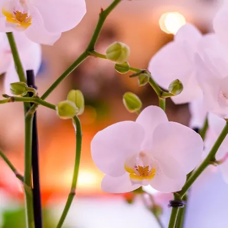 Manavahotel 3* Herstal