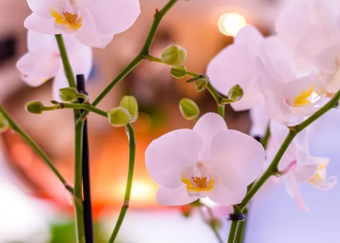 Manavahotel 3* Herstal